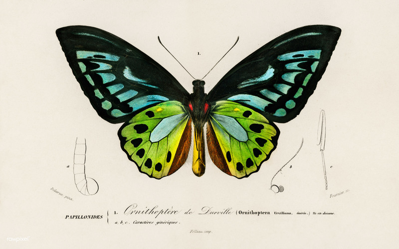 Ornithoptera urvilliana = Ornithoptera priamus urvillianus (common green birdwing).jpg