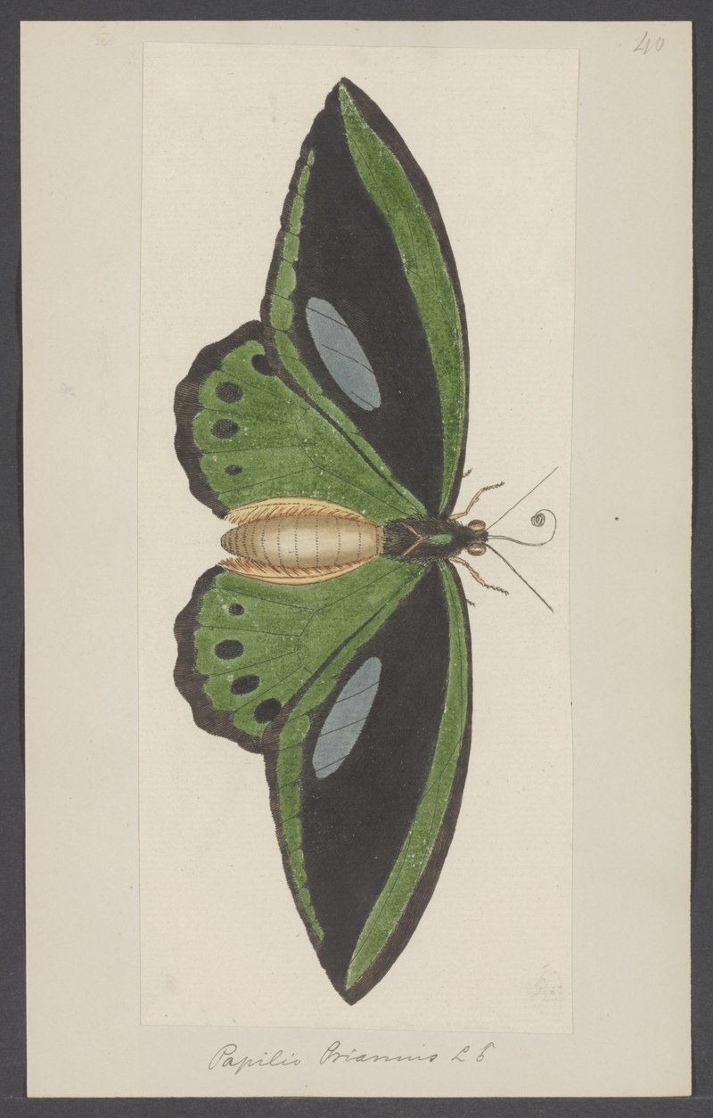 Papilio priamus - - Print - Iconographia Zoologica - Special Collections University of Amsterdam - UBAINV0274 003 02 0040.Ornithoptera priamus (common green birdwing).jpg