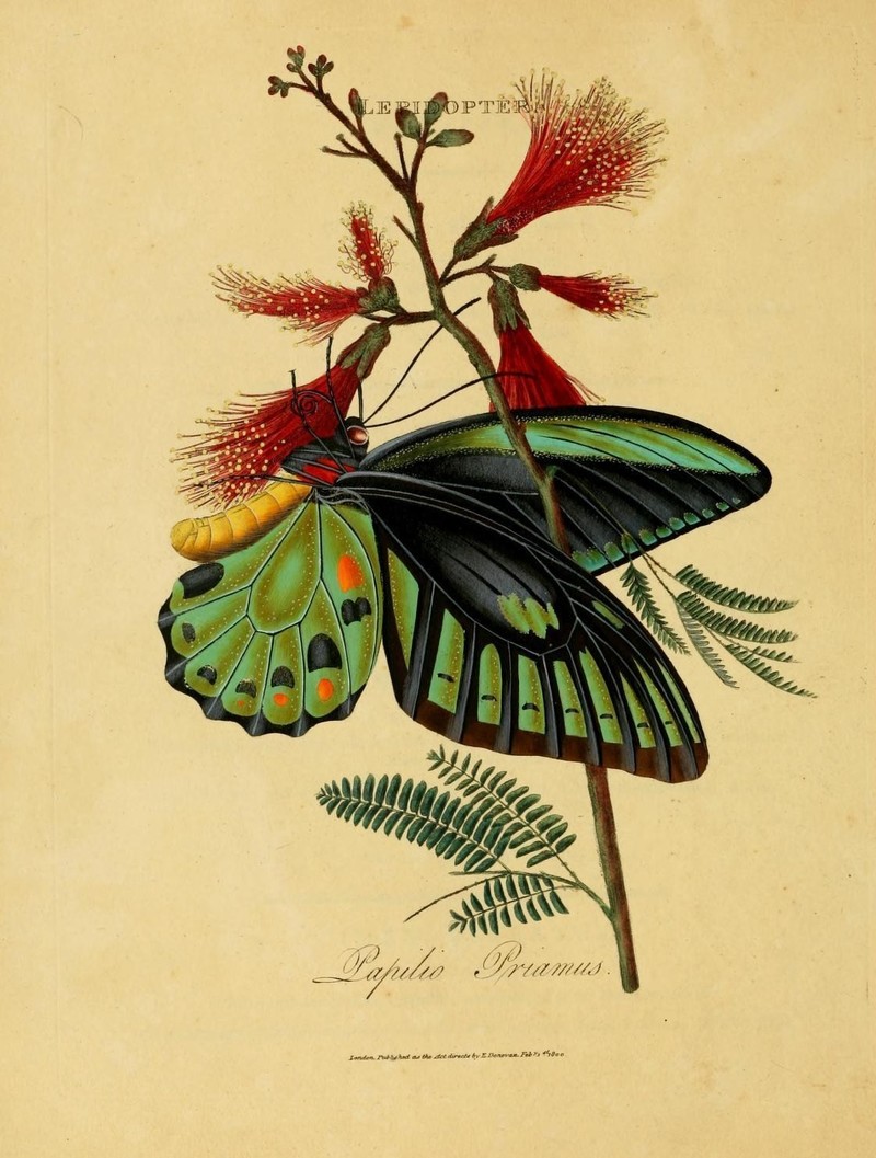 Donovan Epitome Plate15 - Papilio priamus = Ornithoptera priamus (common green birdwing).jpg