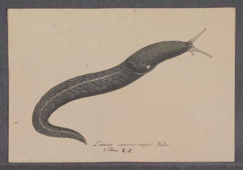 Limax cinereoniger - - Print - Iconographia Zoologica - Special Collections University of Amsterdam - UBAINV0274 089 05 0008.ash-black slug.jpg