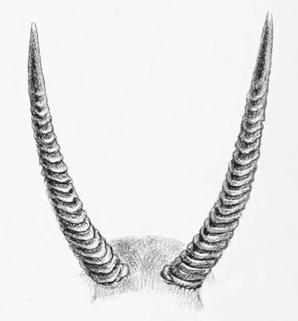 Kobus ellipsiprymnus ellipsiprymnus 1895 - waterbuck.jpg