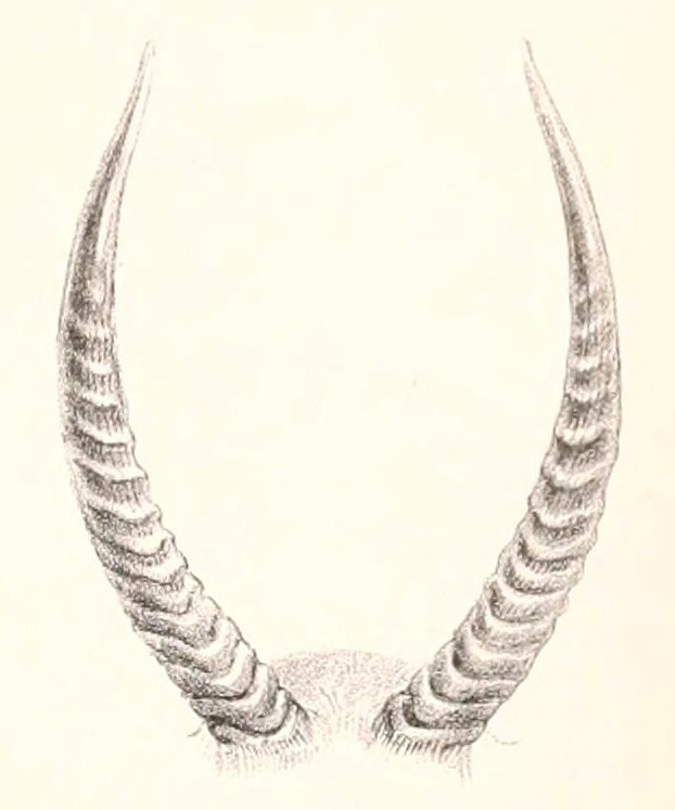 Kobus ellipsiprymnus defassa 1895 - waterbuck.jpg