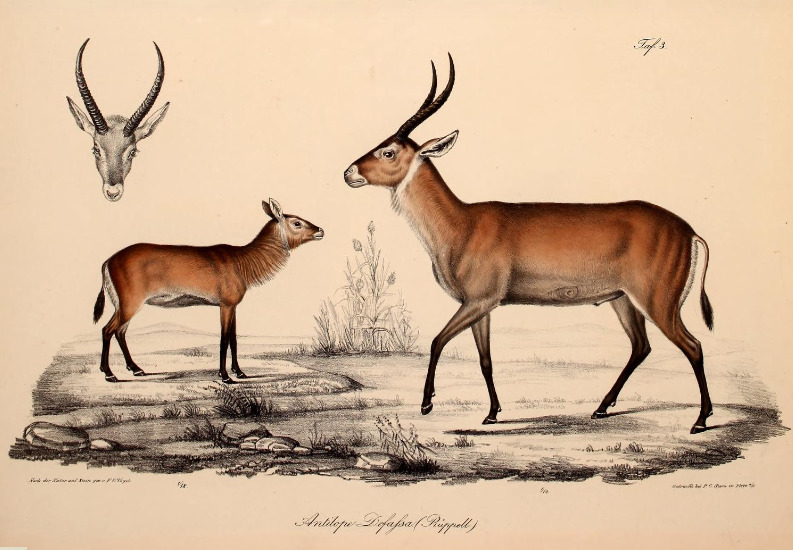 Neue Wirbelthiere zu der Fauna von Abyssinien gehörig (1835) Kobus ellipsiprymnus.png
