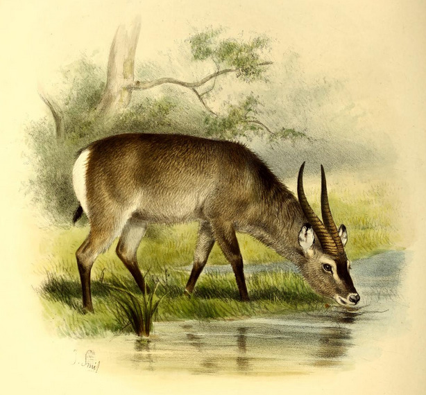 The book of antelopes (1894) Cobus crawshayi - Kobus ellipsiprymnus crawshayi (Crawshay defassa waterbuck).png