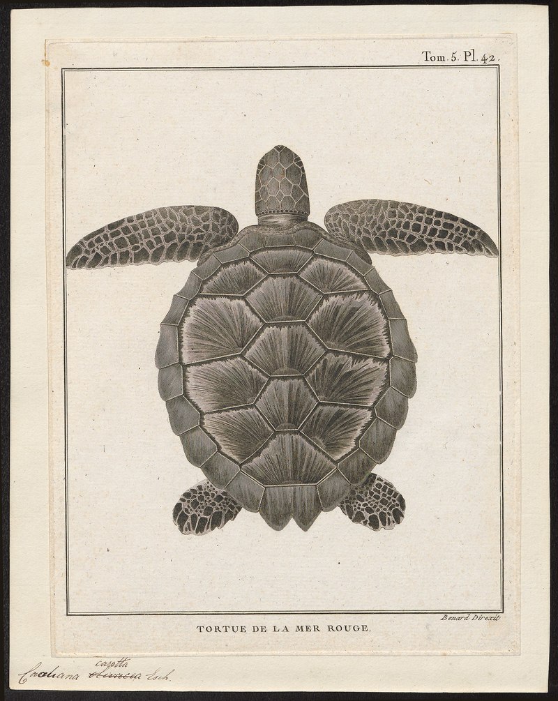 Caouana caretta - 1700-1880 - Print - Iconographia Zoologica - Special Collections University of Amsterdam - UBA01 IZ11600209.Caretta caretta (loggerhead sea turtle).jpg
