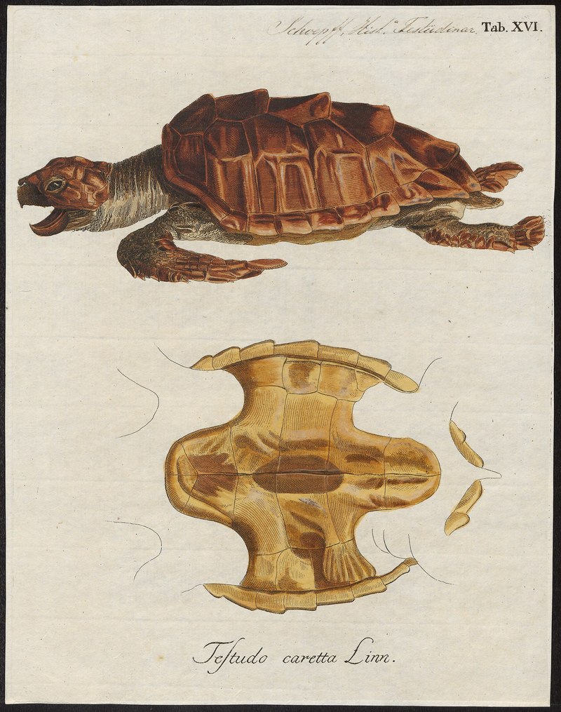Testudo caretta - 1700-1880 - Print - Iconographia Zoologica - Special Collections University of Amsterdam - UBA01 IZ11600211.Caretta caretta (loggerhead sea turtle).jpg