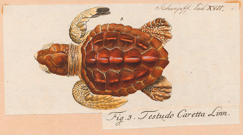 Testudo caretta - 1700-1880 - Print - Iconographia Zoologica - Special Collections University of Amsterdam - UBA01 IZ11600207.Caretta caretta (loggerhead sea turtle).jpg