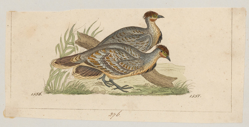 Leiopa ocellata - 1820-1860 - Print - Iconographia Zoologica - Special Collections University of Amsterdam - UBA01 IZ16900149.malleefowl.jpg
