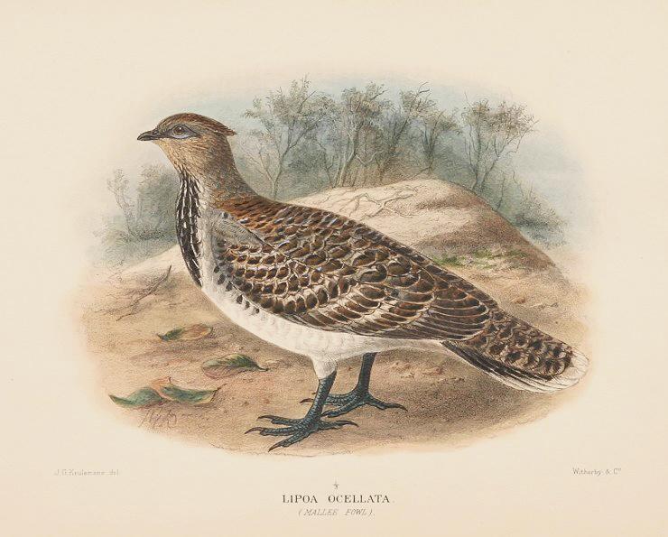 Lipoa ocellata = Leiopa ocellata (malleefowl, mallee-fowl).jpeg