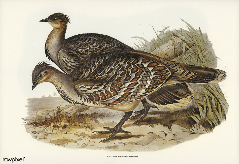 Bird illustration by Elizabeth Gould for Birds of Australia, digitally enhanced from rawpixel's own facsimile book419 - Leipoa ocellata (malleefowl, mallee-fowl).jpg