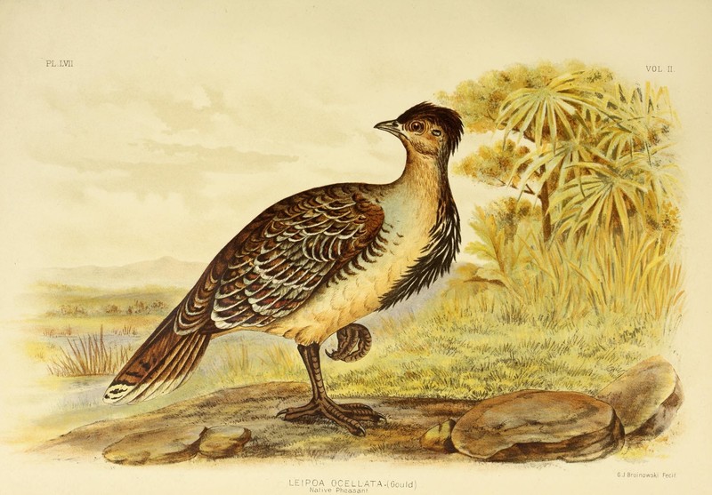 The birds of Australia (16794345121) - Leipoa ocellata (malleefowl, mallee-fowl).jpg