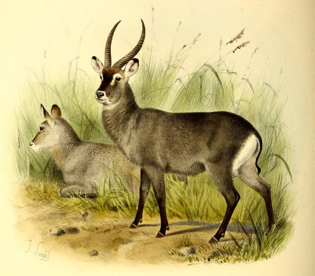 The book of antelopes (1894) Cobus penricei - Kobus ellipsiprymnus penricei (Angolan defassa waterbuck).png