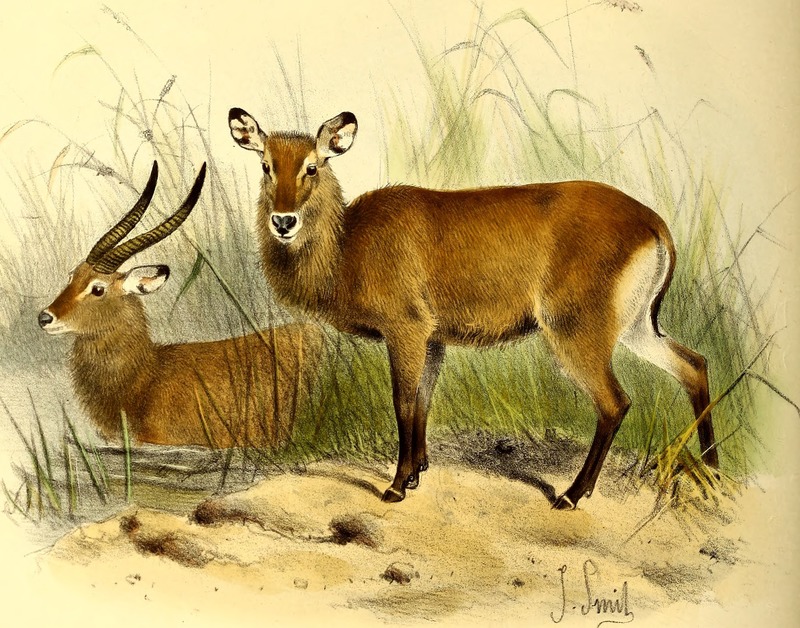 The book of antelopes (1894) (14770552664) -Cobus unctuosus = Kobus ellipsiprymnus unctuosus (Sing-sing waterbuck).jpg