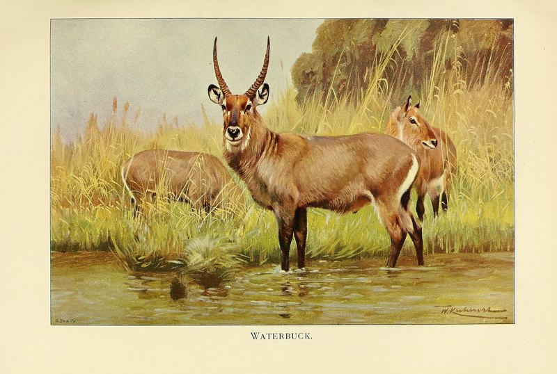 Wild life of the world (Plate 19) (9135283440) - Kobus ellipsiprymnus (waterbuck).jpg