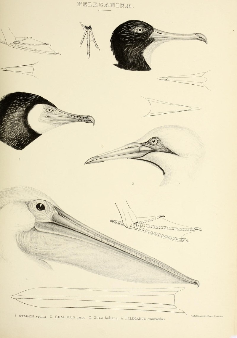 The genera of birds (19140629060).jpg