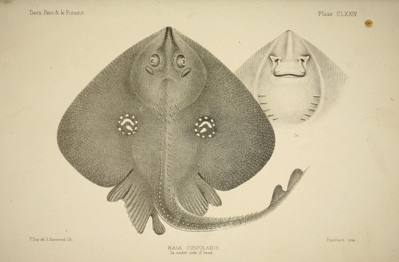 The fishes of Great Britain and Ireland (Plate CLXXIV) (6788916924) - Leucoraja naevus (cuckoo ray).jpg