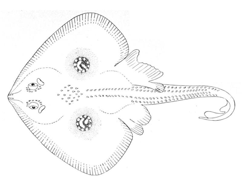 Leucoraja naevus from Oceanic Ichthyology (1895) - cuckoo ray.jpg