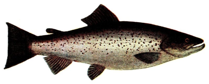 Salmo trutta (Pieni) - brown trout.jpg