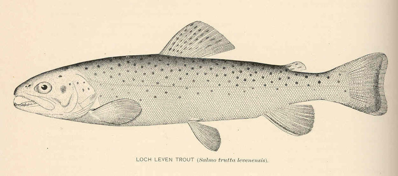 FMIB 39186 Loch Leven Trout (Salmo trutta levenensis).jpeg