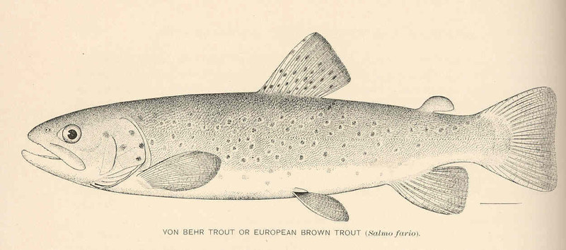 FMIB 39198 Von Behr Trout or European Brown Trout (Salmo Fario) - Salmo trutta fario (river trout, brown trout).jpeg