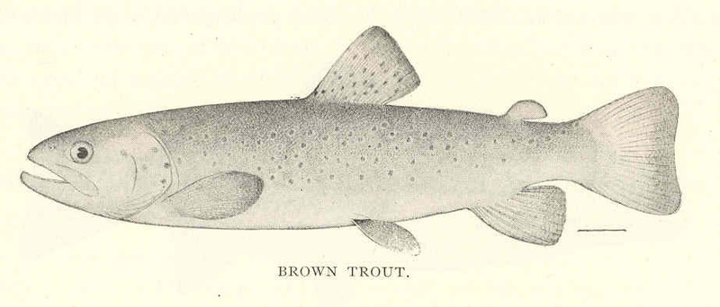 FMIB 41845 Brown Trout (Salmo fario Linnaeus) (Introduced) - Salmo trutta fario (river trout, brown trout).jpeg