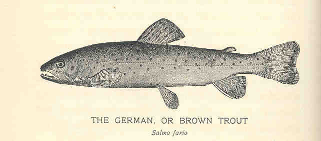 FMIB 35736 German, or Brown Trout (Salmo fario) - Salmo trutta fario (river trout).jpeg