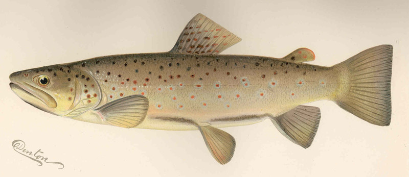 FMIB 43029 Brown Trout (Salmo fario) This is the common brook trout of Europe, and it has been named Von Behr Trout by the United States.jpeg