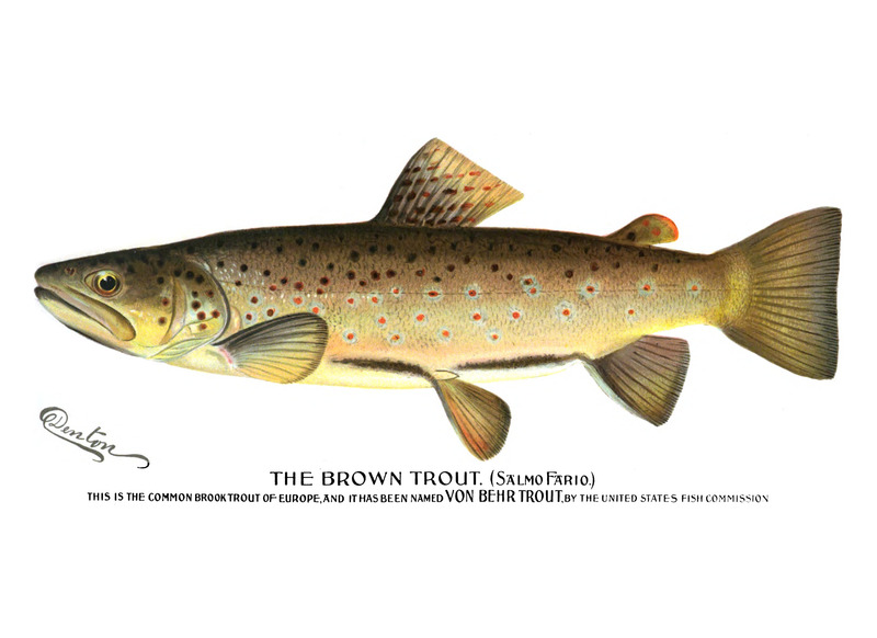 2560px-Denton Brown Trout 1896 - Salmo trutta fario (river trout).png