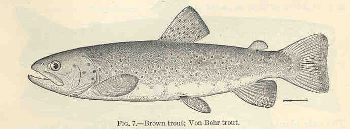 FMIB 35685 Brown Trout - Von Behr Trout.jpeg