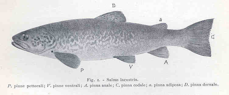FMIB 35722 Salmo lacustris - Salmo trutta lacustris (lake trout).jpeg