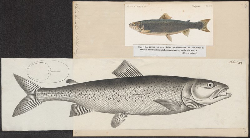 Salmo lacustris - 1700-1880 - Print - Iconographia Zoologica - Special Collections University of Amsterdam - UBA01 IZ14800035.Salmo trutta lacustris (lake trout).jpg