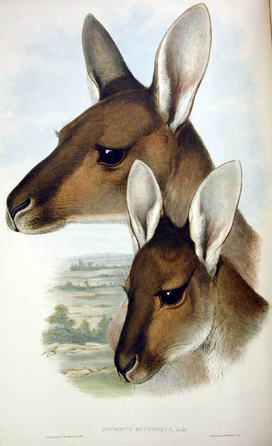 Macropus fuliginosus Gould - Macropus fuliginosus ocydromus (western grey kangaroo).jpg