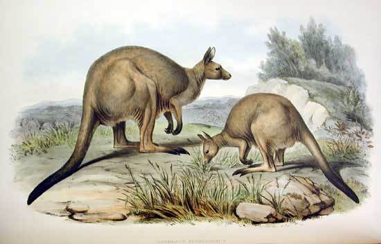Macropus fuliginosus 3 Gould  (western grey kangaroo).jpg
