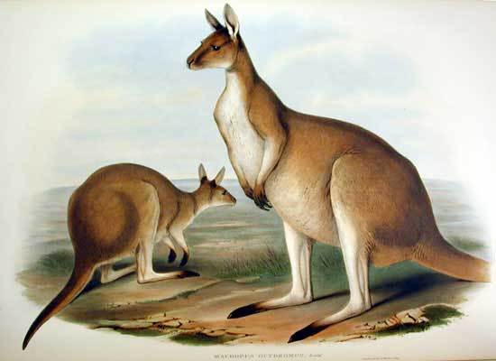 Macropus fuliginosus 2 Gould  (western grey kangaroo).jpg