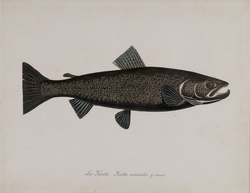 Lunel - Trutta variabilis - MHN POI R 13 A 18 - Salmo trutta (brown trout).jpg