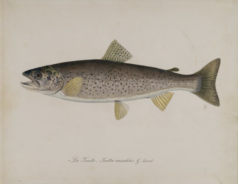 Lunel - Trutta variabilis - MHN POI R 13 A 17 - Salmo trutta (brown trout).jpg