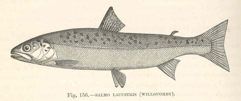 FMIB 48124 Salmo lacustris (Willoughby).jpeg
