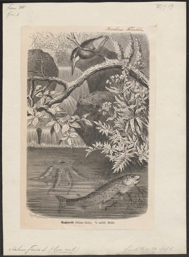 Salmo fario - 1700-1880 - Print - Iconographia Zoologica - Special Collections University of Amsterdam - UBA01 IZ14800021.Salmo trutta fario (river trout, brown trout).jpg