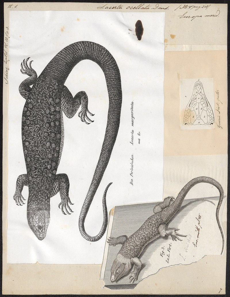 Lacerta ocellata - 1700-1880 - Print - Iconographia Zoologica - Special Collections University of Amsterdam - UBA01 IZ12400095.Lacerta margaritata = Timon lepidus (ocellated lizard), Lacerta viridis (European green lizard).jpg