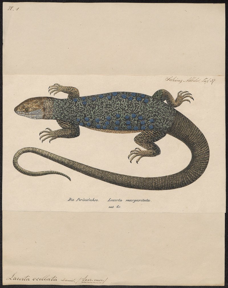 Lacerta ocellata - 1700-1880 - Print - Iconographia Zoologica - Special Collections University of Amsterdam - UBA01 IZ12400097.Lacerta margaritata = Timon lepidus (ocellated lizard).jpg