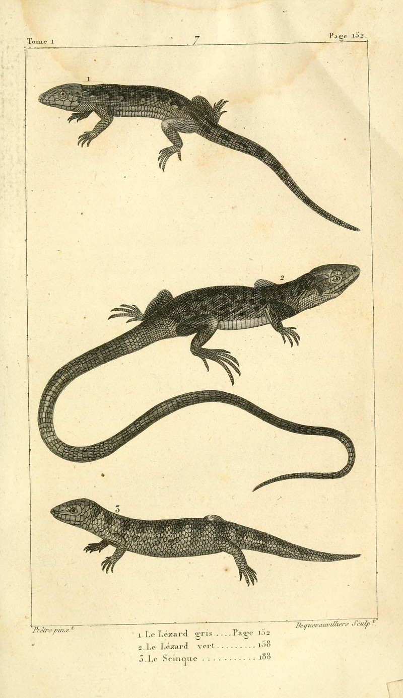Histoire naturelle des quadrupèdes-ovipares (Pl. 7) (7976561763).jpg