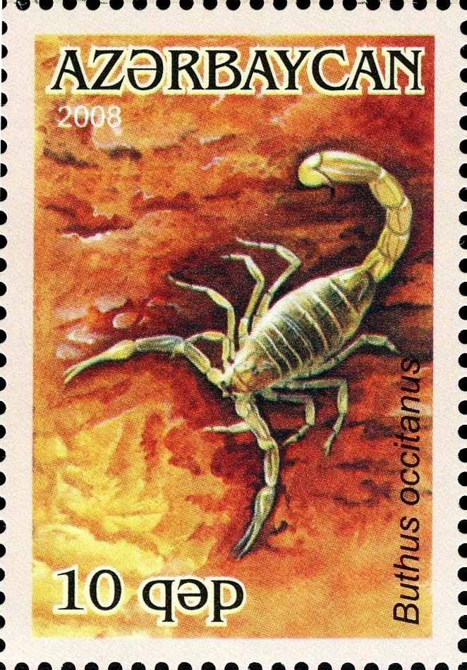 Stamp of Azerbaijan - 2008 - Colnect 387442 - Common Yellow Scorpion Buthus occitanus.jpeg