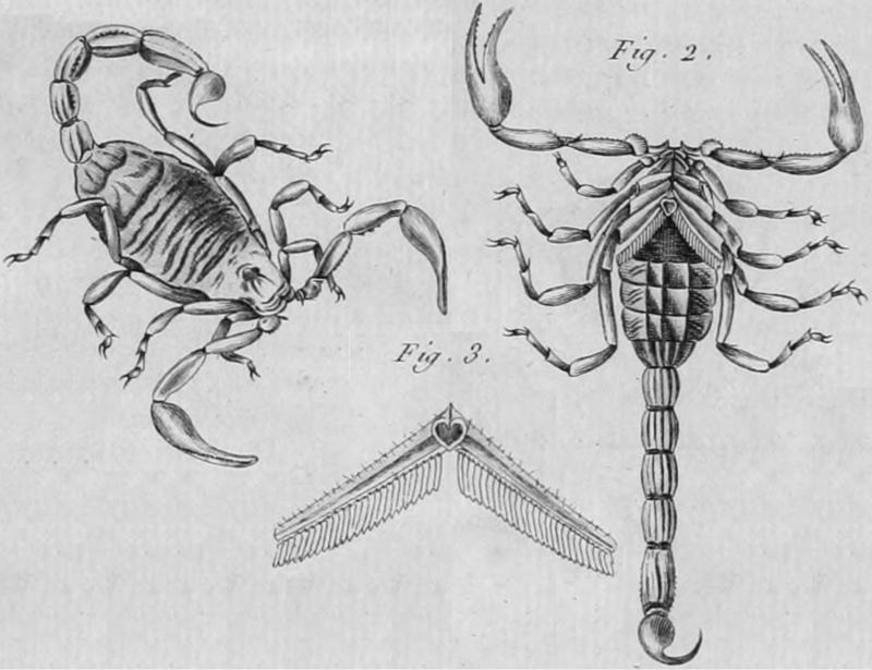 Scorpio occitanus (10.3897-zookeys.686.12206) Figure 4 - Buthus occitanus (common yellow scorpion).jpg