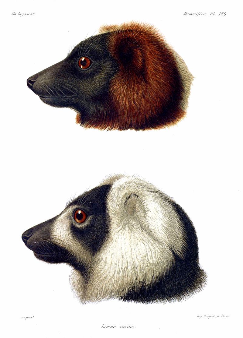 Ruffed Lemur A.Grandidier 0831 - Lemur varius = red ruffed lemur (Varecia rubra) & black-and-white ruffed lemur (Varecia variegata).jpg