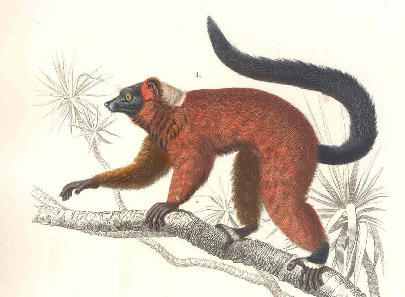 FMIB 46847 Primates Maki rouge Lemur rubec.jpeg