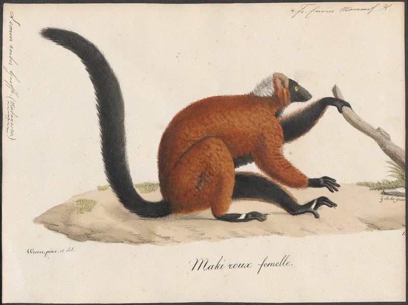 Lemur ruber - 1818-1842 - Print - Iconographia Zoologica - Special Collections University of Amsterdam - UBA01 IZ19700005.Varecia rubra (red ruffed lemur).jpg