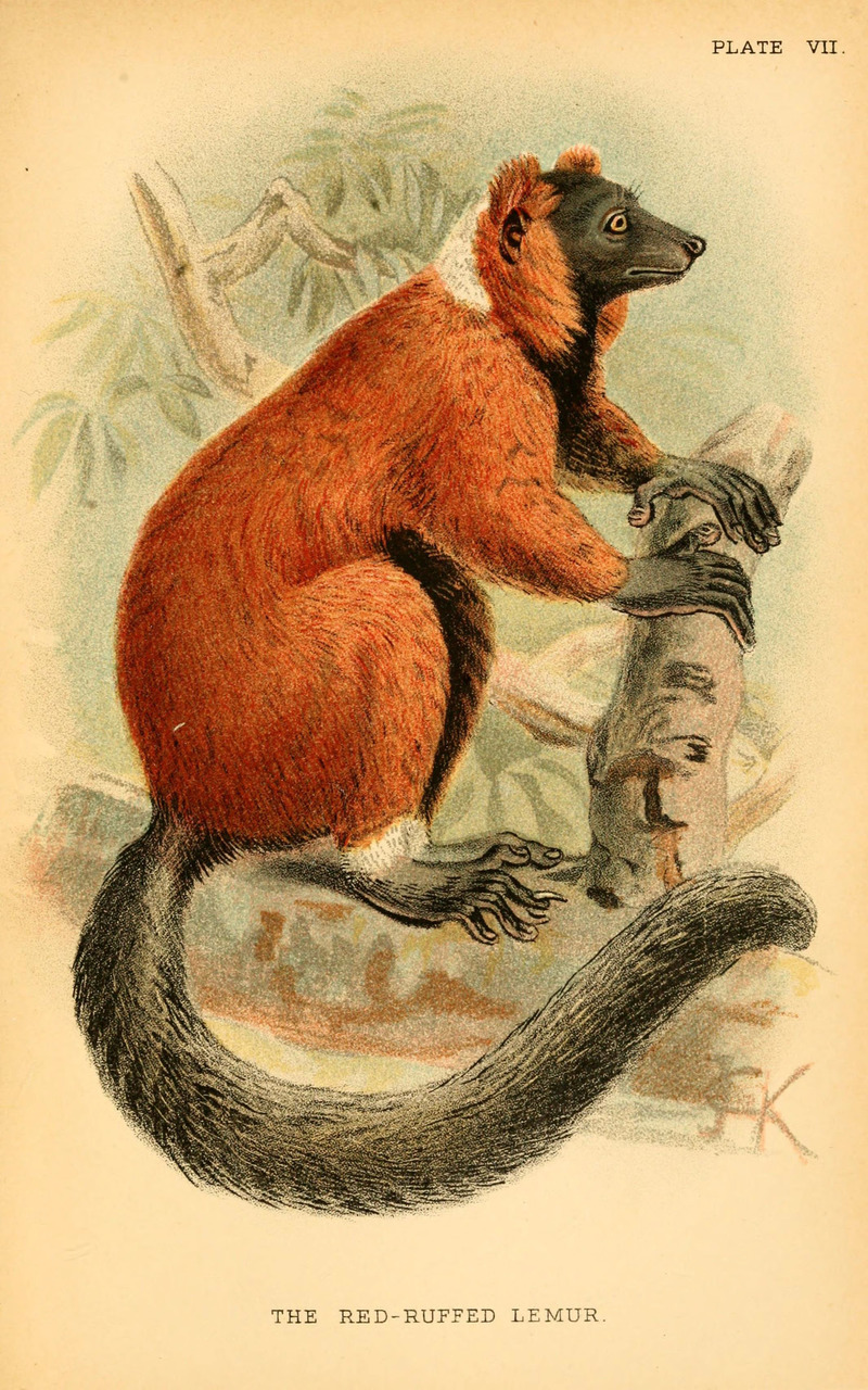 A hand-book to the primates (Plate VII) (6029123064) - Lemur ruber = Varecia rubra (red ruffed lemur).jpg