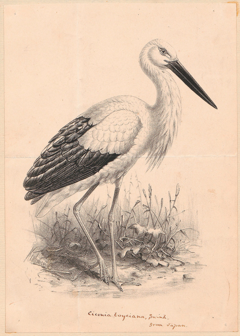 Ciconia boyciana - 1700-1880 - Print - Iconographia Zoologica - Special Collections University of Amsterdam - UBA01 IZ17600033.Oriental white stork.jpg