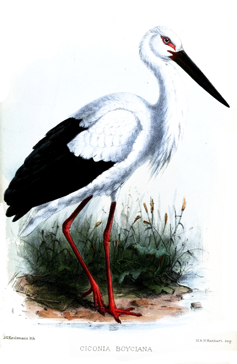Ciconia Boyciana Keulemans (Oriental white stork).jpg
