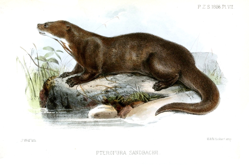Pteronura Sandbachi Wolf - Pteronura sandbachii = Pteronura brasiliensis (giant river otter).jpg